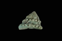 藏品(齒輪鐘螺)的圖片